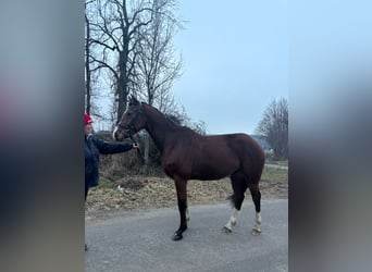 Westphalian, Gelding, 7 years, 16 hh, Brown