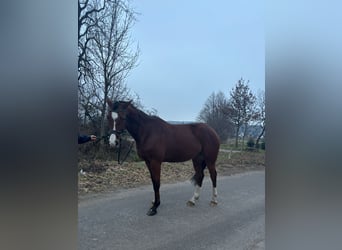 Westphalian, Gelding, 7 years, 16 hh, Brown