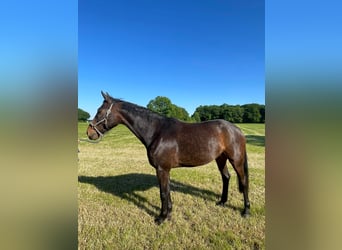Westphalian, Gelding, 7 years, 16 hh, Brown