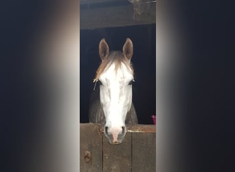 Westphalian, Gelding, 7 years, 16 hh, Gray