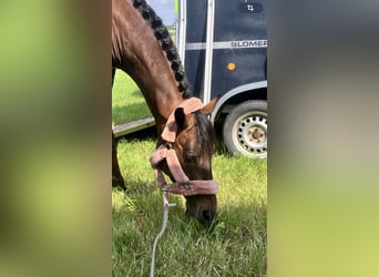 Westphalian, Gelding, 7 years, 16,1 hh, Bay-Dark