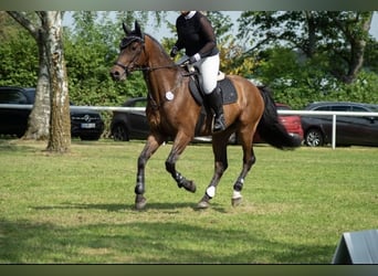 Westphalian, Gelding, 7 years, 16,1 hh, Bay-Dark