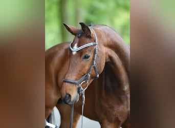 Westphalian, Gelding, 7 years, 16,1 hh, Bay-Dark