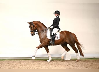 Westphalian, Gelding, 7 years, 16,1 hh, Chestnut-Red