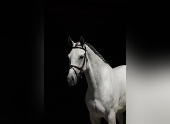 Westphalian, Gelding, 7 years, 16,1 hh, Grey