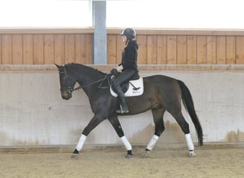 Westphalian, Gelding, 7 years, 16,2 hh, Bay-Dark