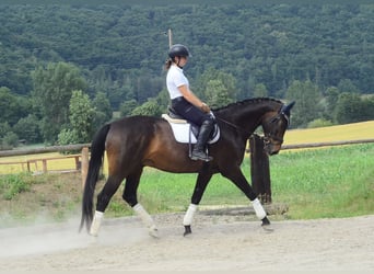 Westphalian, Gelding, 7 years, 16,2 hh, Bay-Dark