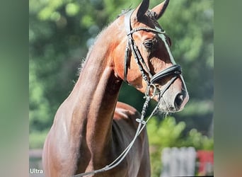Westphalian, Gelding, 7 years, 16,2 hh, Brown