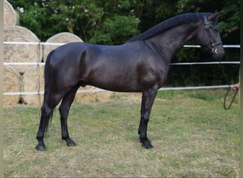 Westphalian Mix, Gelding, 7 years, 16,3 hh