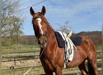 Westphalian, Gelding, 7 years, 17.2 hh, Chestnut-Red