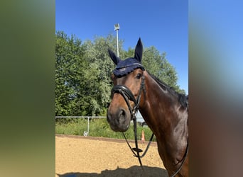 Westphalian, Gelding, 7 years, 17 hh, Bay-Dark