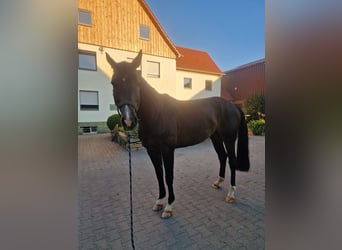 Westphalian, Gelding, 7 years, 17 hh, Bay-Dark
