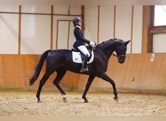 Westphalian, Gelding, 7 years, 17 hh, Black