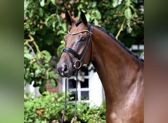 Westphalian, Gelding, 7 years, 17 hh, Brown