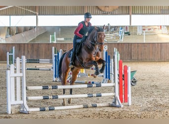 Westphalian, Gelding, 7 years, 17 hh, Brown