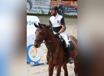 Westphalian, Gelding, 7 years, 17 hh, Brown