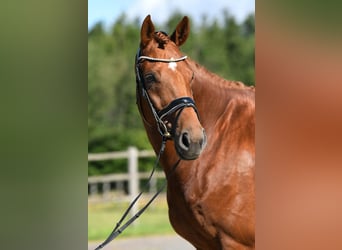 Westphalian, Gelding, 7 years, 17 hh, Chestnut-Red