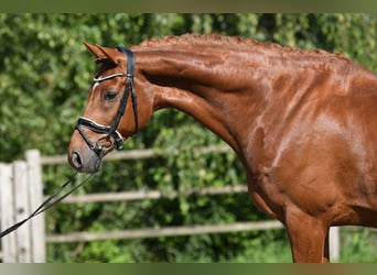 Westphalian, Gelding, 7 years, 17 hh, Chestnut-Red