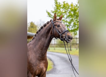 Westphalian, Gelding, 7 years, 17 hh, Chestnut-Red