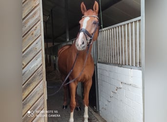 Westphalian, Gelding, 7 years, 17,1 hh