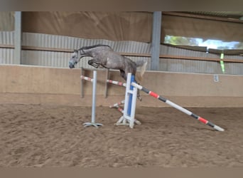 Westphalian, Gelding, 7 years, 17,1 hh, Grey-Dapple