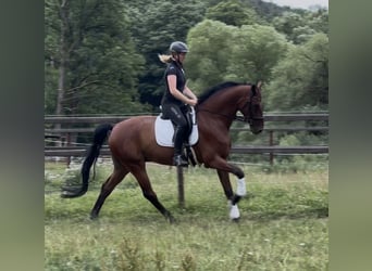 Westphalian, Gelding, 7 years, 18 hh, Brown