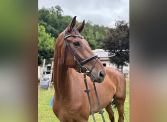 Westphalian, Gelding, 7 years, 18 hh, Brown