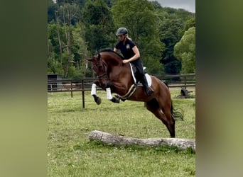 Westphalian, Gelding, 7 years, 18 hh, Brown