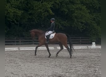 Westphalian, Gelding, 7 years, 18 hh, Brown