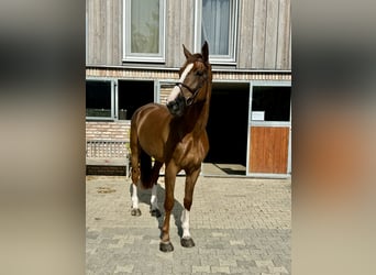 Westphalian, Gelding, 7 years, 18 hh, Chestnut-Red