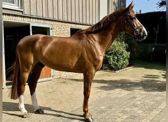 Westphalian, Gelding, 7 years, 18 hh, Chestnut-Red