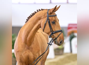 Westphalian, Gelding, 7 years, Chestnut-Red