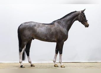 Westphalian, Gelding, 7 years