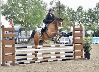 Westphalian, Gelding, 8 years, 15.3 hh, Bay-Dark