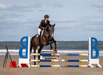 Westphalian, Gelding, 8 years, 15,2 hh