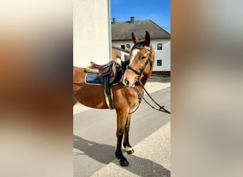 Westphalian, Gelding, 8 years, 15,3 hh, Bay-Dark