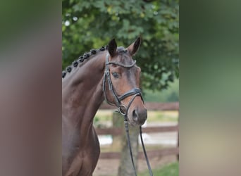 Westphalian, Gelding, 8 years, 16.1 hh, Bay-Dark