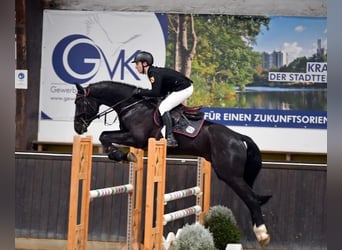 Westphalian, Gelding, 8 years, 16,1 hh, Black