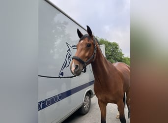 Westphalian, Gelding, 8 years, 16.1 hh, Brown