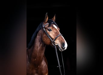 Westphalian, Gelding, 8 years, 16.1 hh, Brown