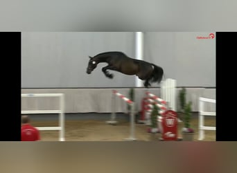 Westphalian, Gelding, 8 years, 16.1 hh, Brown