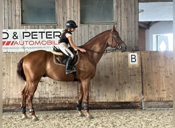 Westphalian, Gelding, 8 years, 16,1 hh, Chestnut-Red