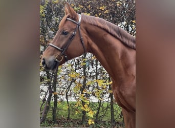 Westphalian, Gelding, 8 years, 16,1 hh, Chestnut-Red