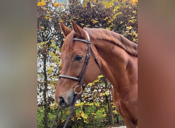 Westphalian, Gelding, 8 years, 16,1 hh, Chestnut-Red