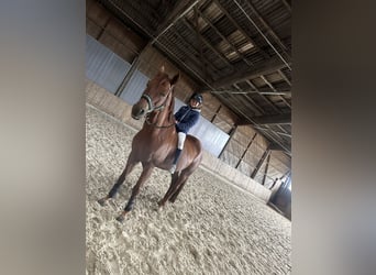 Westphalian, Gelding, 8 years, 16,1 hh, Chestnut-Red