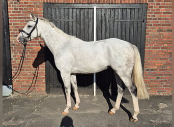 Westphalian, Gelding, 8 years, 16,1 hh, Gray