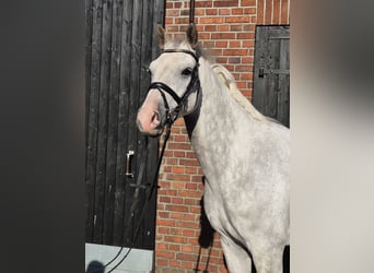 Westphalian, Gelding, 8 years, 16,1 hh, Gray