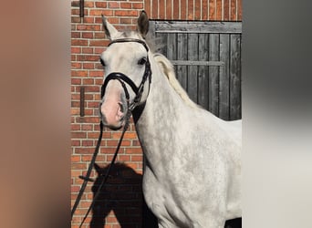 Westphalian, Gelding, 8 years, 16,1 hh, Gray