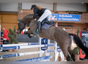 Westphalian, Gelding, 8 years, 16.1 hh, Smoky-Black