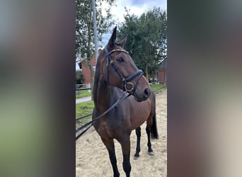 Westphalian, Gelding, 8 years, 16.2 hh, Bay-Dark